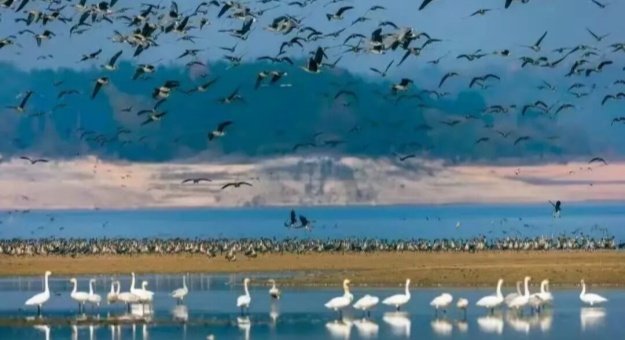 快来！万佛湖观鸟正当时，镜头下的候鸟迁徙太绝了！ 